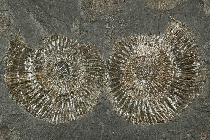 Fossil Ammonite (Dactylioceras) Cluster - Posidonia Shale, Germany #358359